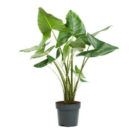 Alocasia 32cm Zebrina - Foliage The Horti House