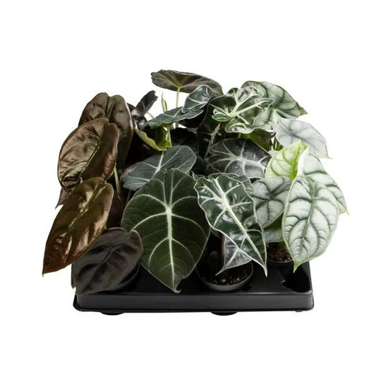 Alocasia 6cm Mix - Green Plant The Horti House
