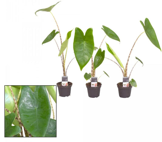 Alocasia 7cm Zebrina - Green Plant The Horti House