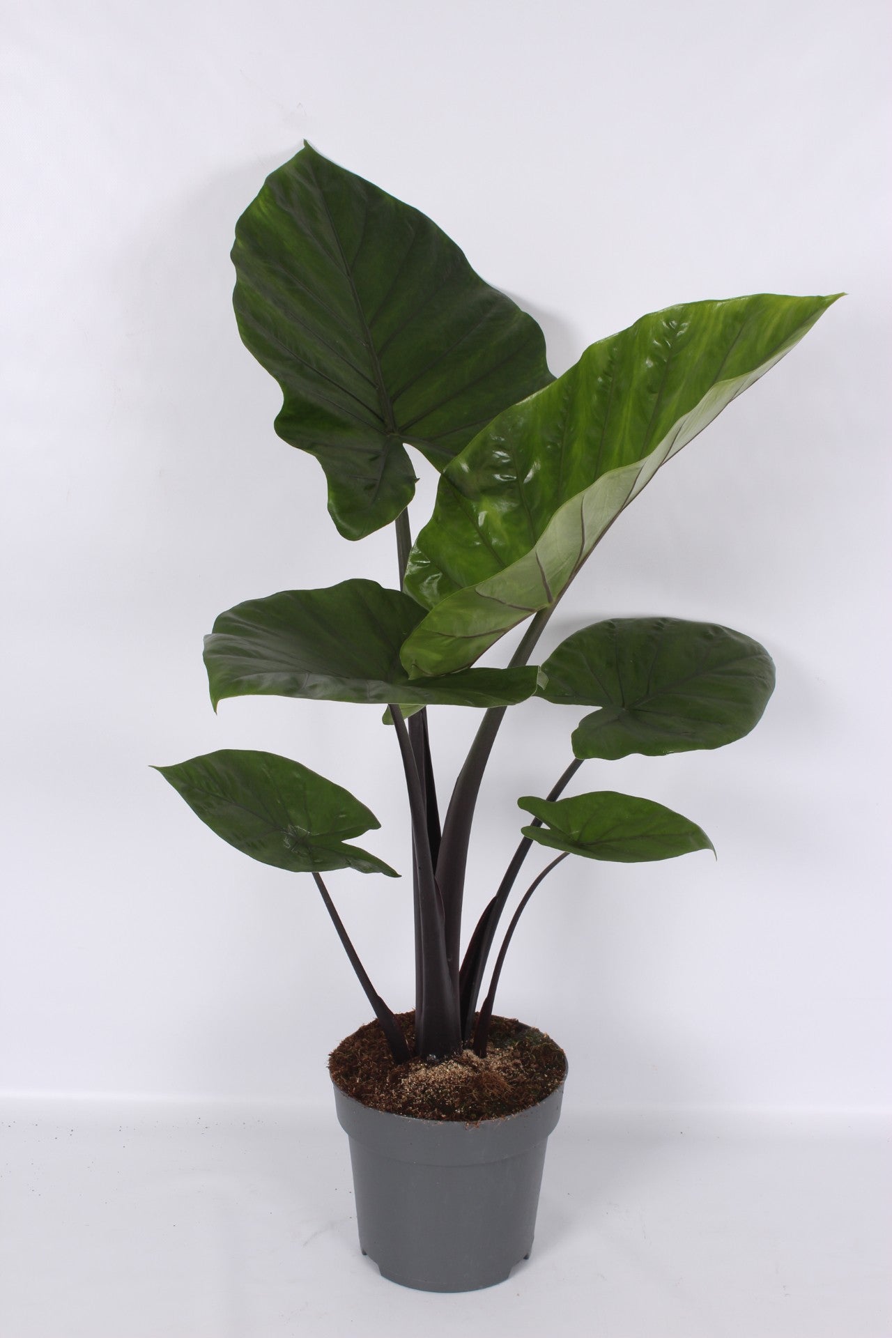 Alocasia 24cm Dark Star