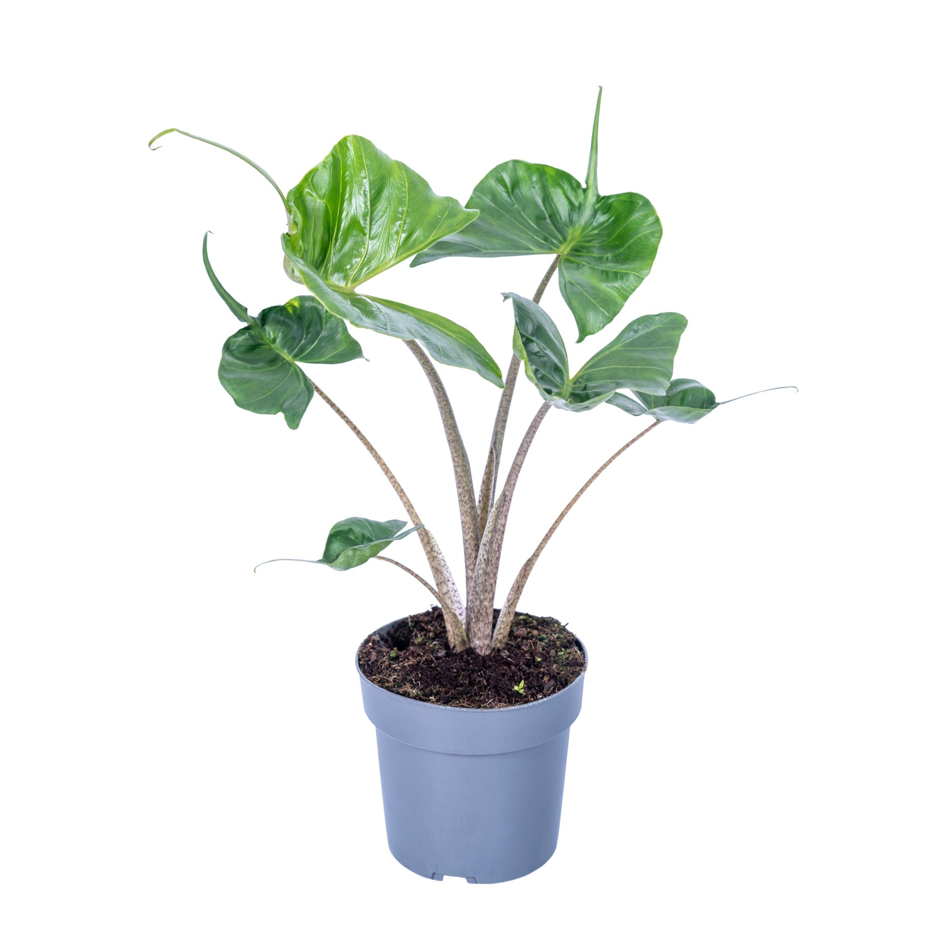 Alocasia 17cm Stingray - Green Plant The Horti House