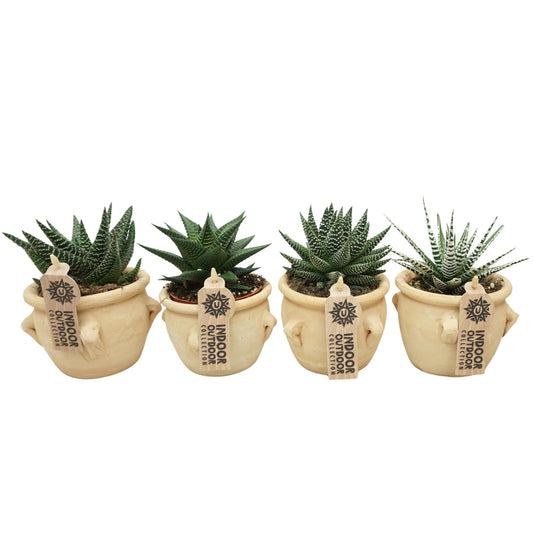 Aloë - Haworthia 8.5cm La Vica Ceramic - Succulent The Horti House