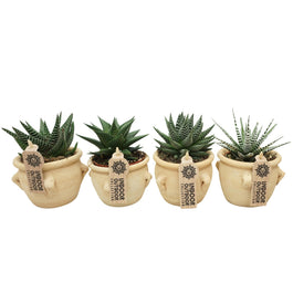 Aloë - Haworthia 8.5cm La Vica Ceramic - Succulent The Horti House