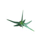 Aloe Vera 10.5cm - Succulent The Horti House