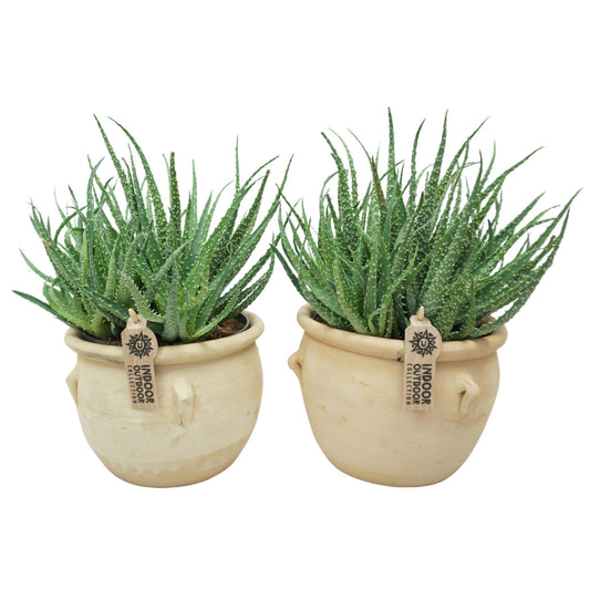 Aloë 17cm humilis La Vica ceramic - Succulent The Horti House