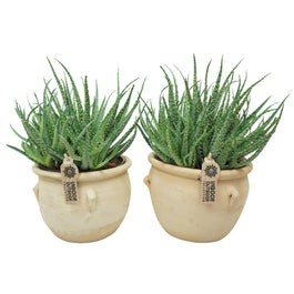 Aloë 17cm humilis La Vica ceramic - Succulent The Horti House