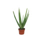 Aloe Vera 10.5cm