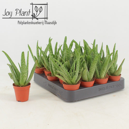 Aloe Vera 5.5cm - Succulent The Horti House