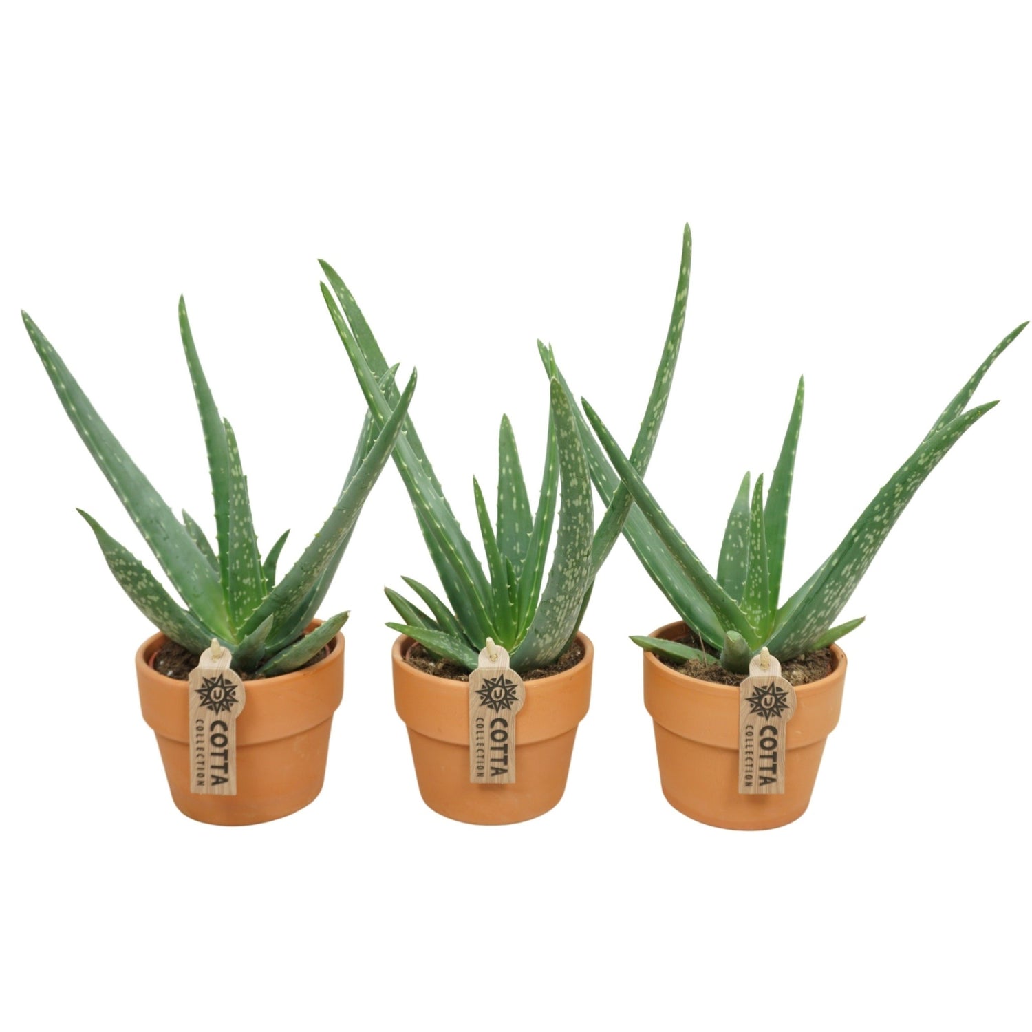 Pots - Terracotta