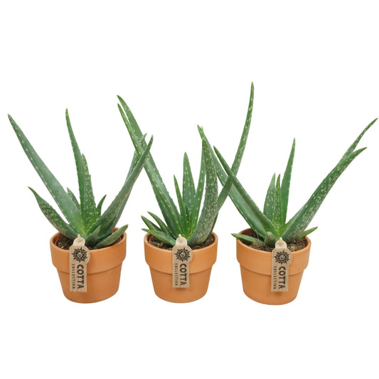 Aloë vera 12cm Terracotta - Succulent The Horti House