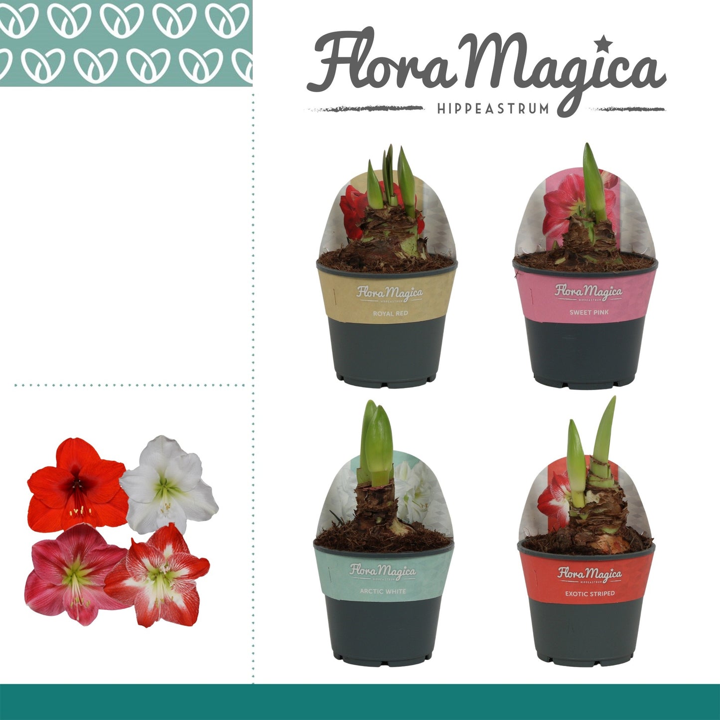 Amaryllis 14cm Exclusive - Flowering The Horti House
