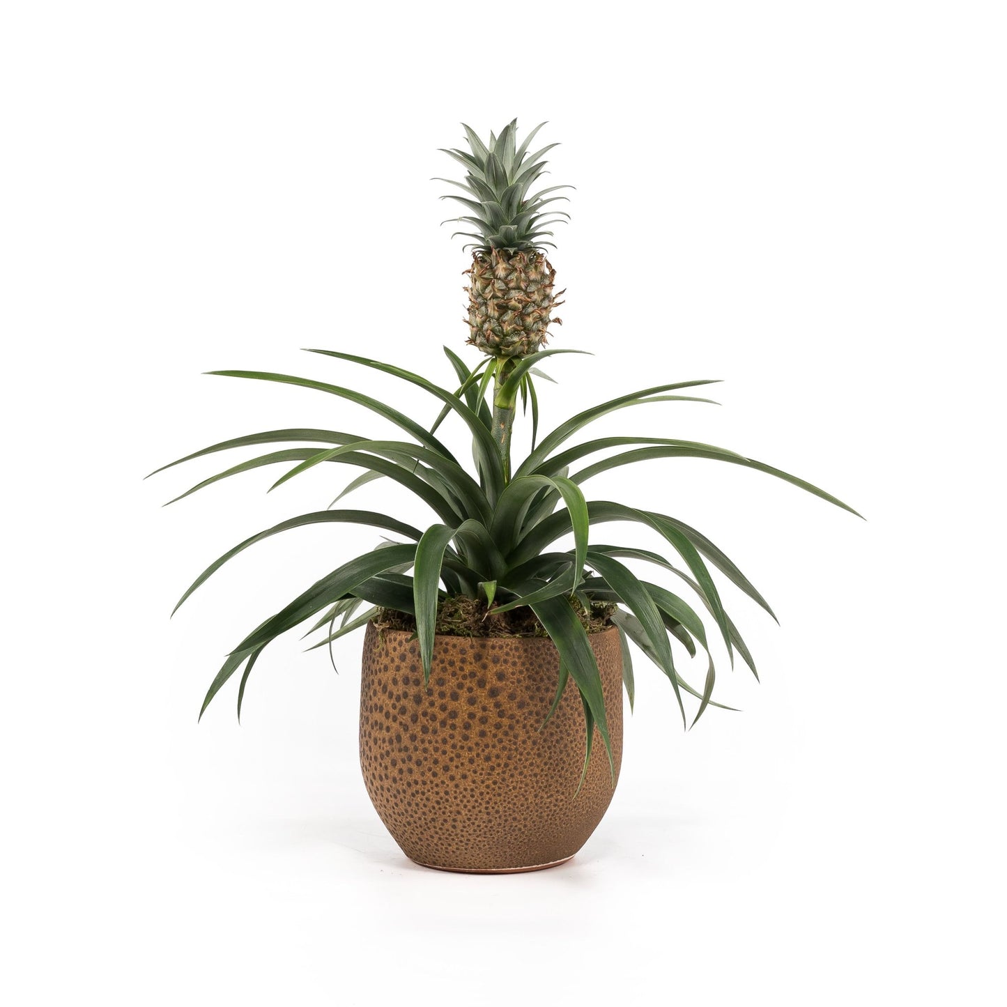 Ananas 12cm Pineapple in Artisan No.1 Ceramic - Green Plant The Horti House
