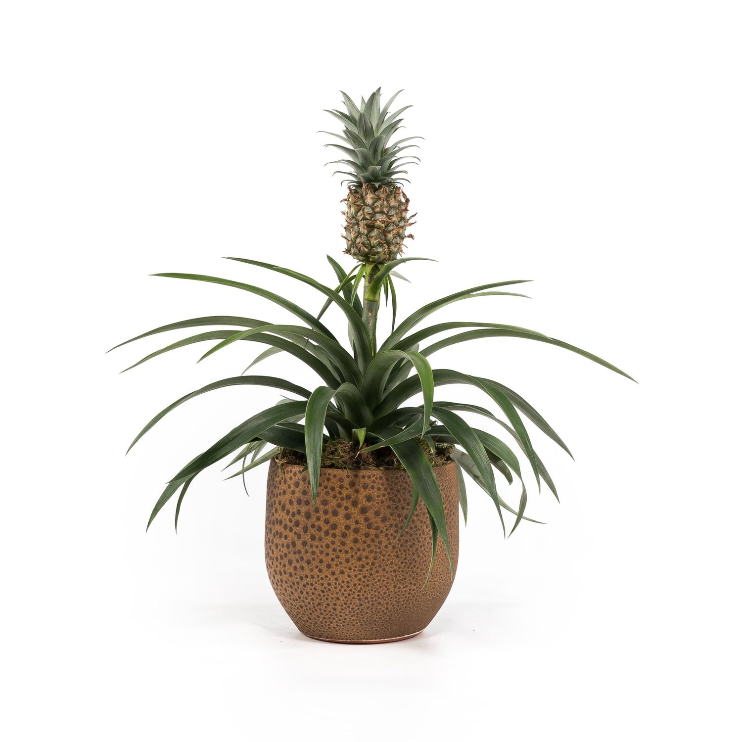 Pots - Artisan