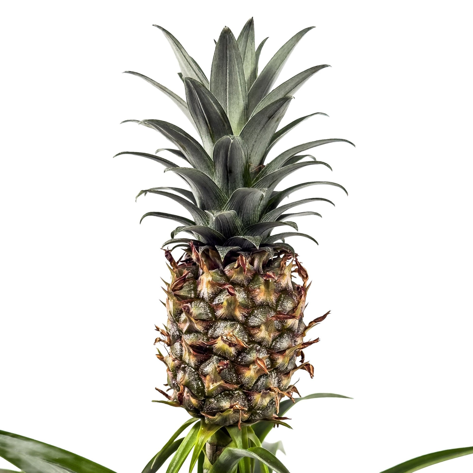 Ananas 12cm Pineapple in Artisan No.1 Ceramic - Green Plant The Horti House