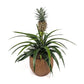 Ananas 12cm Pineapple in Artisan No.1 Ceramic - Green Plant The Horti House