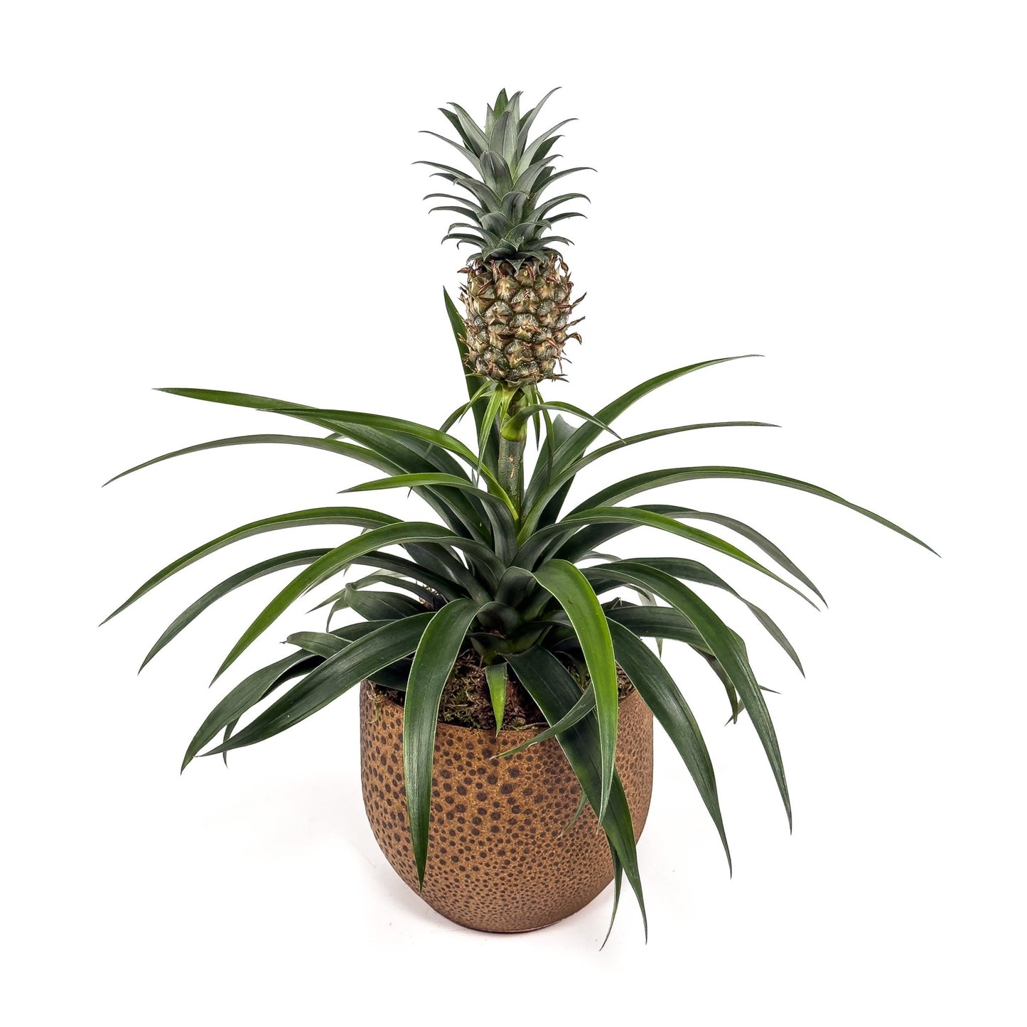 Ananas 12cm Pineapple in Artisan No.1 Ceramic - Green Plant The Horti House