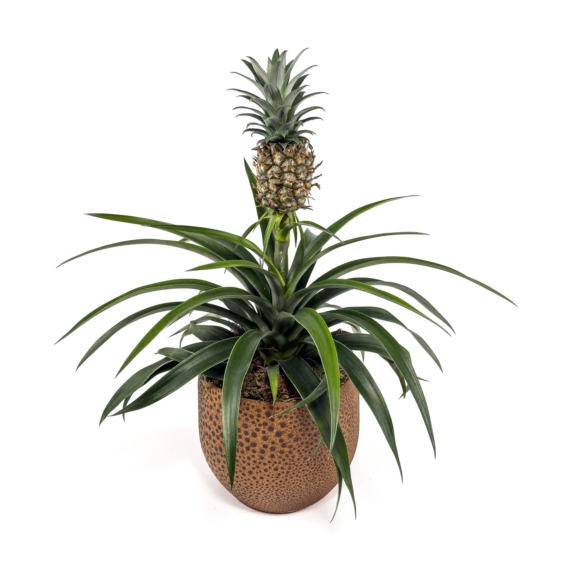Ananas 12cm Pineapple in Artisan No.1 Ceramic - Green Plant The Horti House