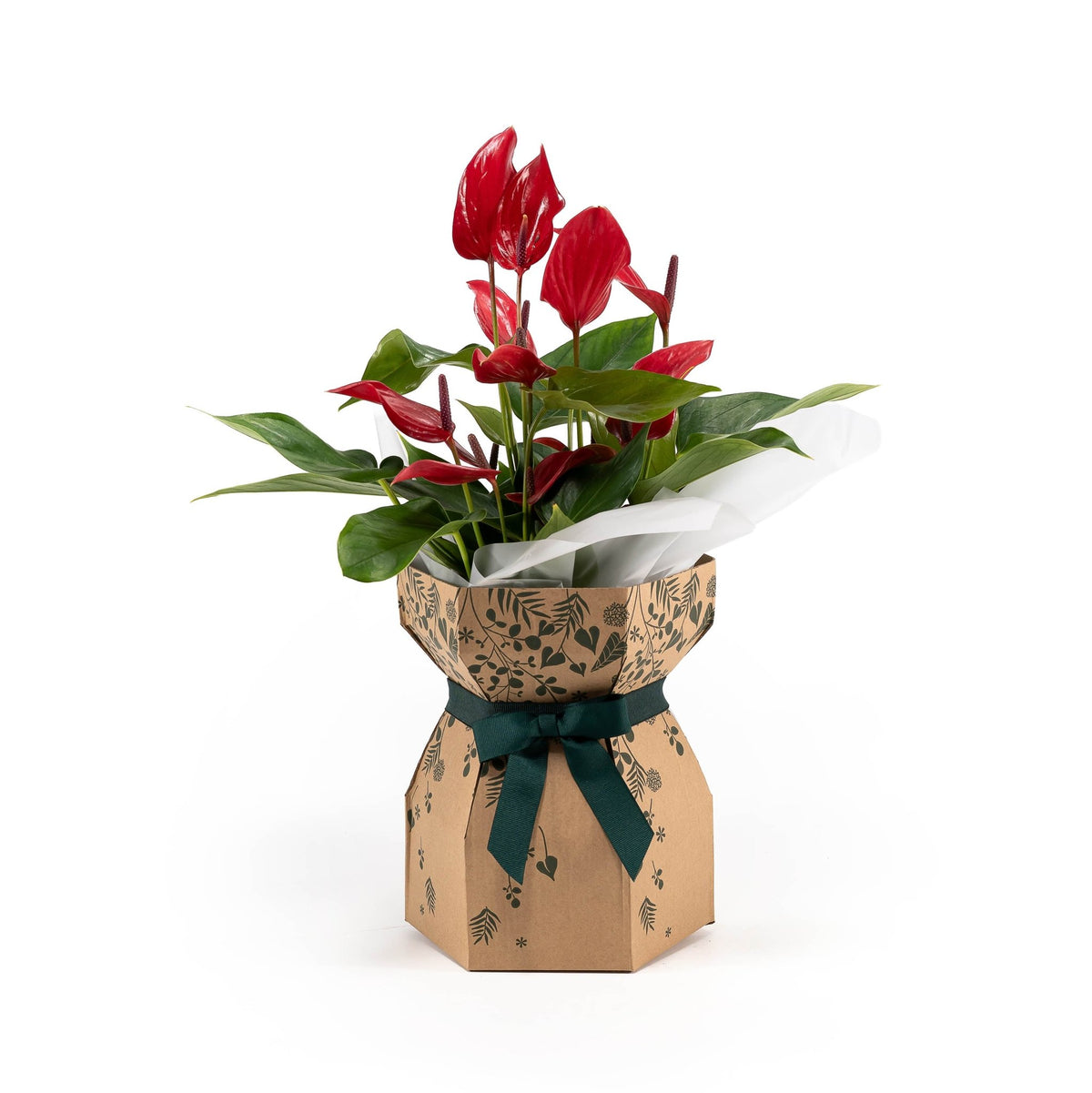 Anthurium 12cm Gift box - Christmas The Horti House