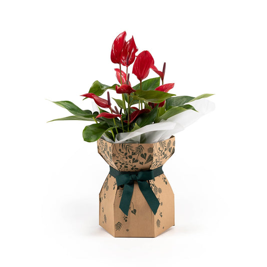 Anthurium 12cm Gift box - Christmas The Horti House