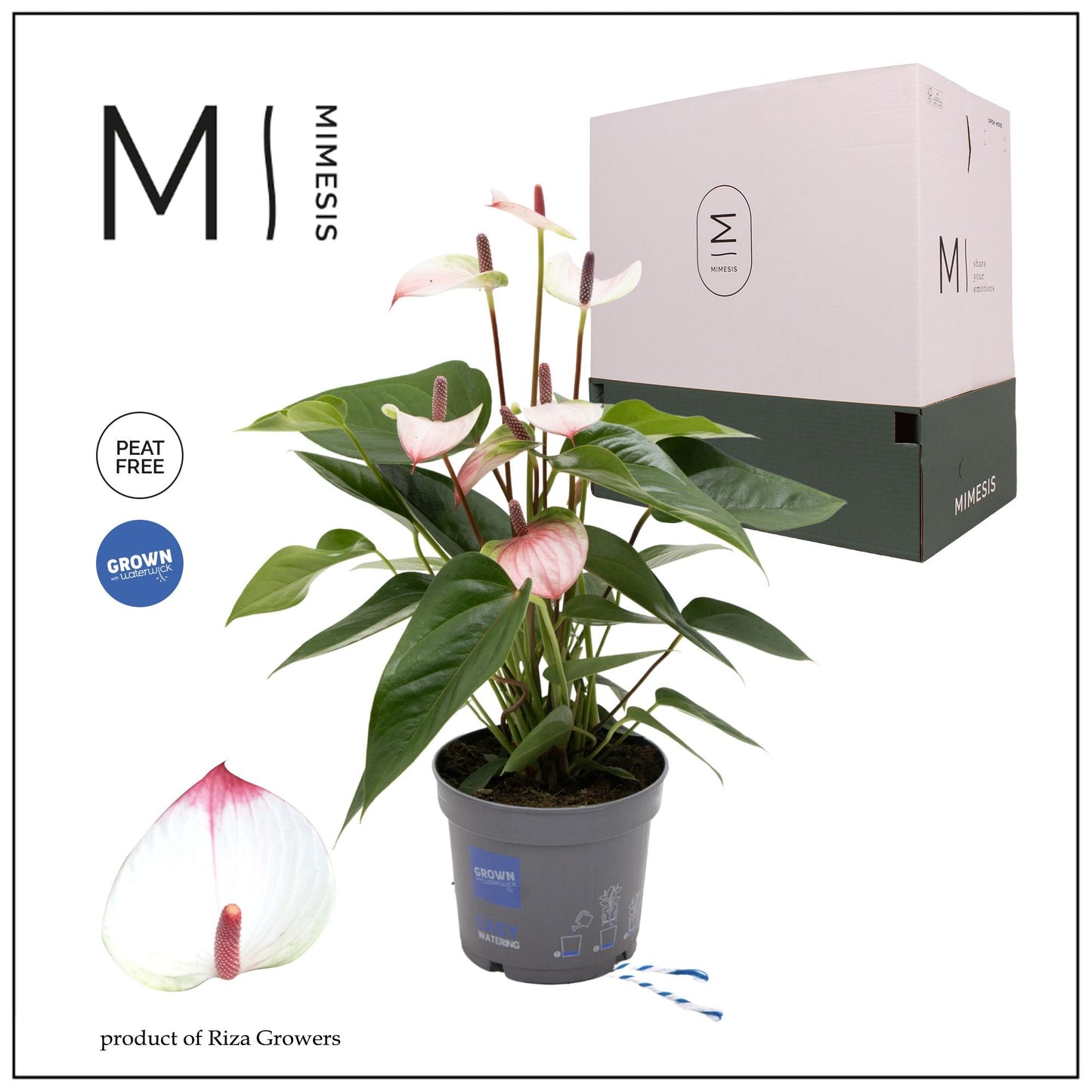 Anthurium 12cm Hotlips - Flowering The Horti House