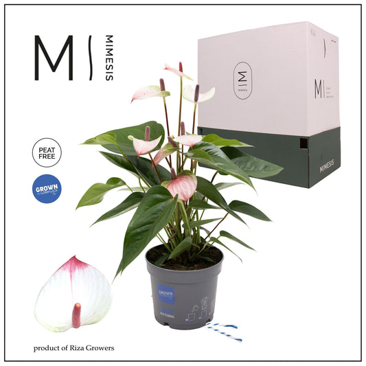 Anthurium 12cm Hotlips - Flowering The Horti House