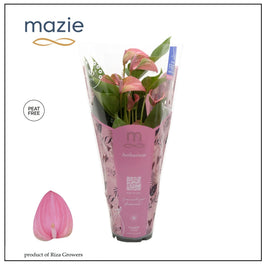 Anthurium 12cm Joli - Flowering The Horti House