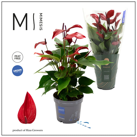 Anthurium 12cm Lava - Green Plant The Horti House