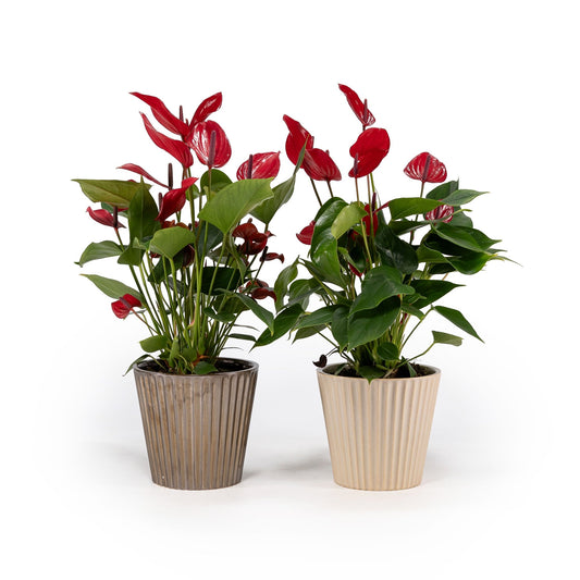 Anthurium 12cm Red Lava in Christmas Ceramic - Flowering The Horti House