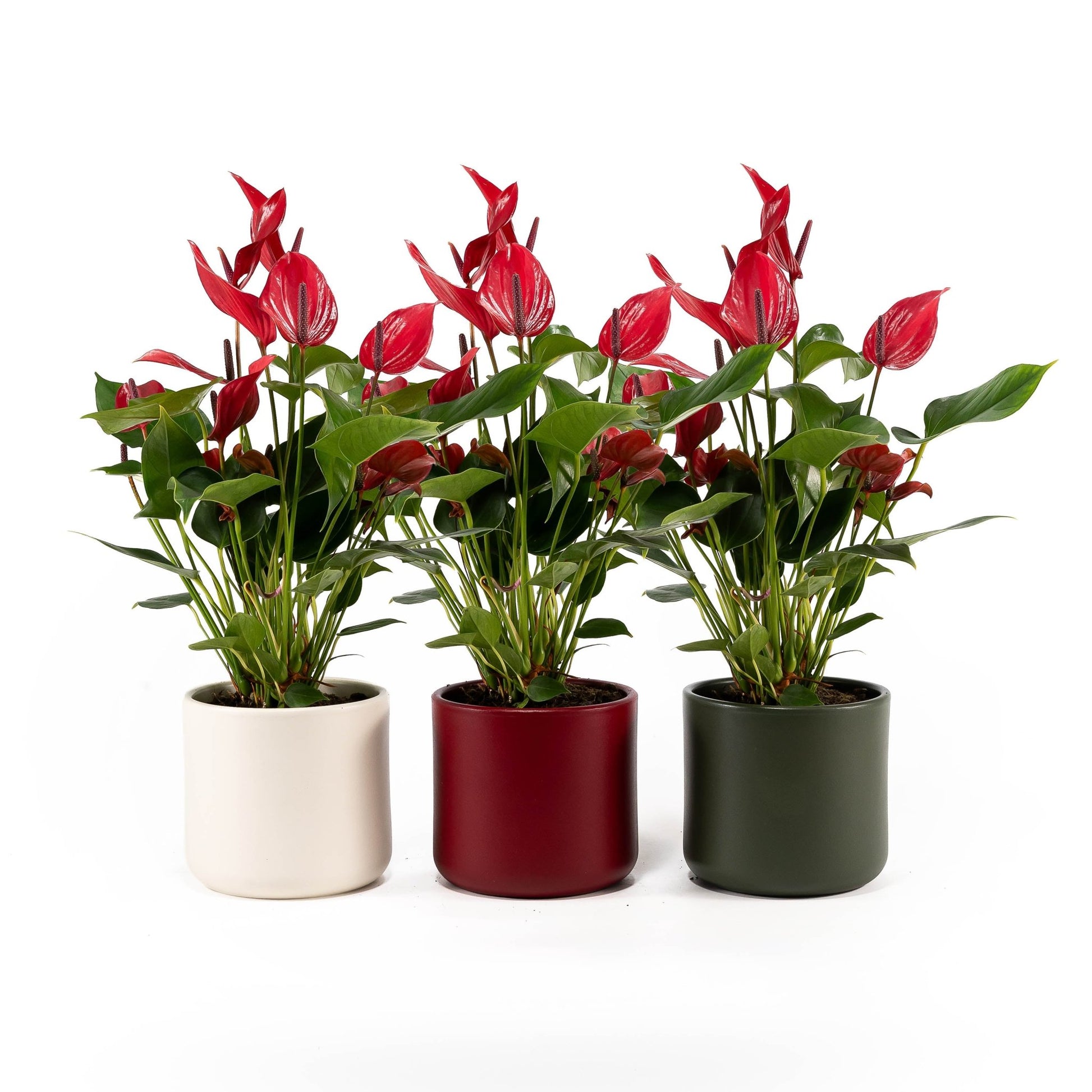 Anthurium 9cm Lava in Festive Ceramic - Christmas The Horti House