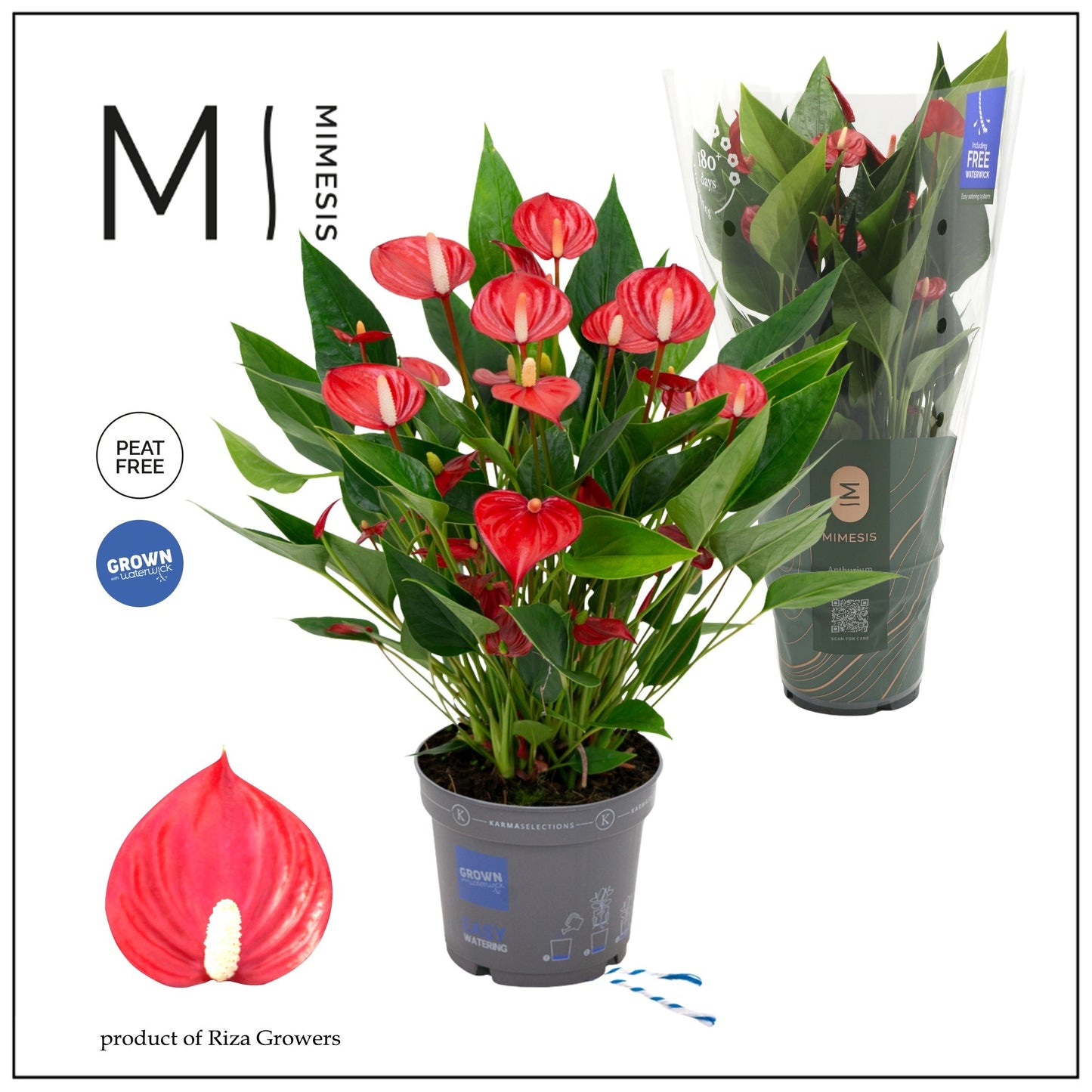 Anthurium 12cm Million