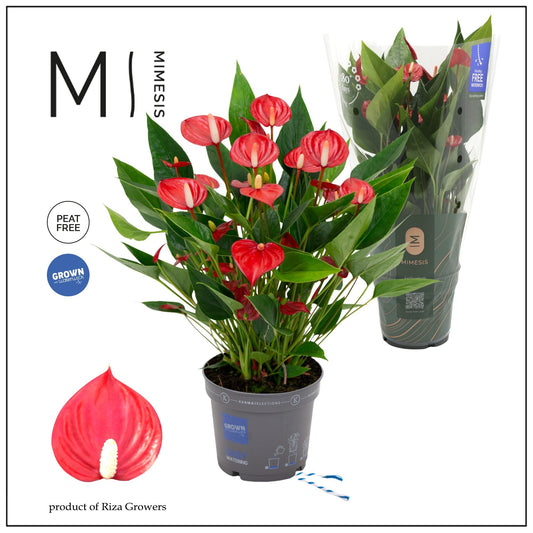 Anthurium 12cm Million - Flowering The Horti House