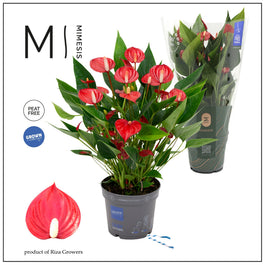 Anthurium 12cm Million - Flowering The Horti House