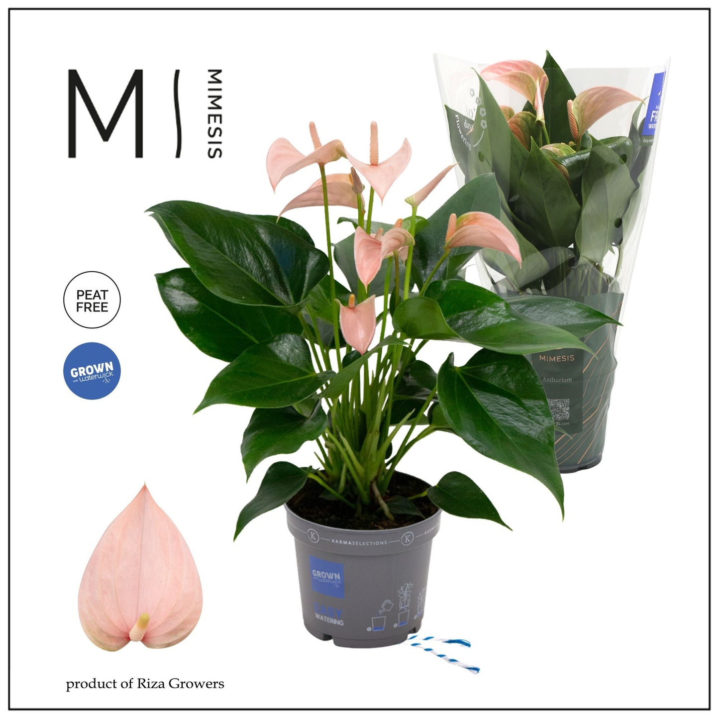 Anthurium 12cm Peach