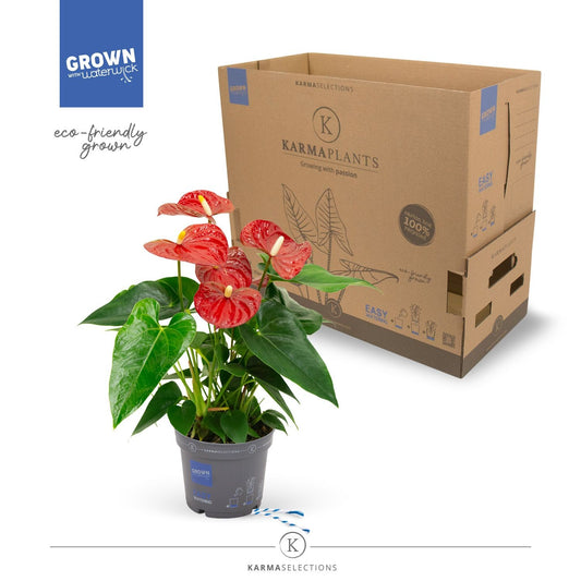 Anthurium 12cm Red - Flowering The Horti House