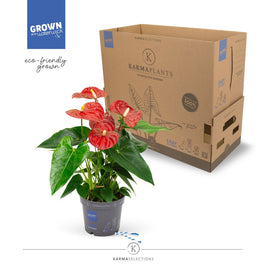 Anthurium 12cm Red - Flowering The Horti House
