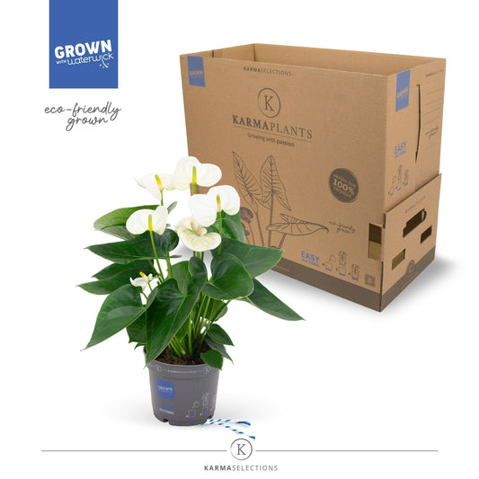 Anthurium 12cm White - Green Plant The Horti House