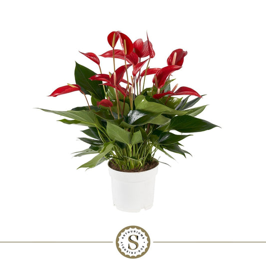 Anthurium 17cm Banderola Roja - Green Plant The Horti House