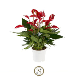 Anthurium 17cm Banderola Roja - Green Plant The Horti House