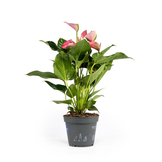 Anthurium 17cm Pink - Green Plant The Horti House
