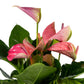 Anthurium 17cm Pink - Green Plant The Horti House