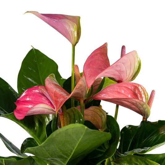 Anthurium 17cm Pink - Green Plant The Horti House