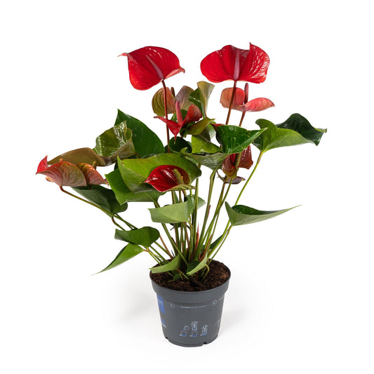 Anthurium 17cm Red - Green Plant The Horti House
