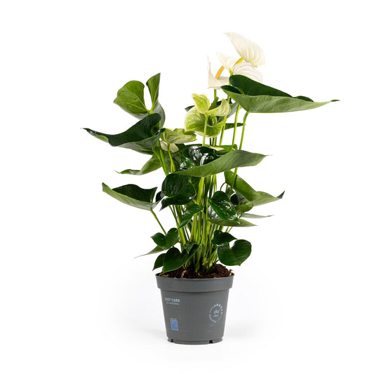 Anthurium 17cm White - Green Plant The Horti House