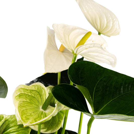 Anthurium 17cm White - Green Plant The Horti House