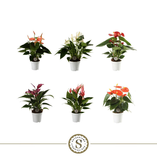 Anthurium 7cm Mix - Green Plant The Horti House