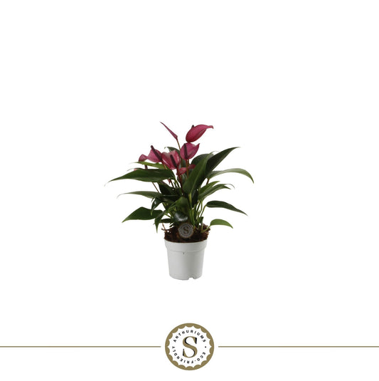 Anthurium 7cm Zizou - Green Plant The Horti House