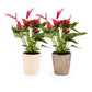 Anthurium 9cm Red Lava in Christmas Ceramic - Flowering The Horti House