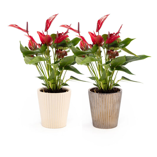Anthurium 9cm Red Lava in Christmas Ceramic - Flowering The Horti House