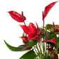 Anthurium 9cm Red Lava in Christmas Ceramic - Flowering The Horti House