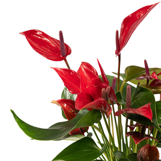 Anthurium 9cm Red Lava in Christmas Ceramic - Flowering The Horti House